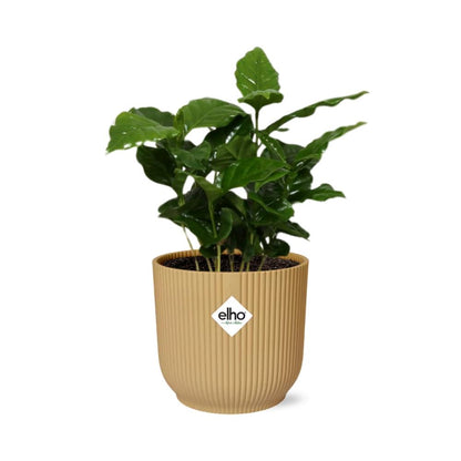 Coffea Arabica in ELHO Vibes Fold 14cm geel - Pflanzfix24