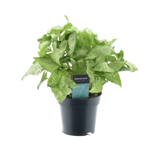 Syngonium White Butterfly Feel Green - Ø14cm - ↕35cm - Pflanzfix24