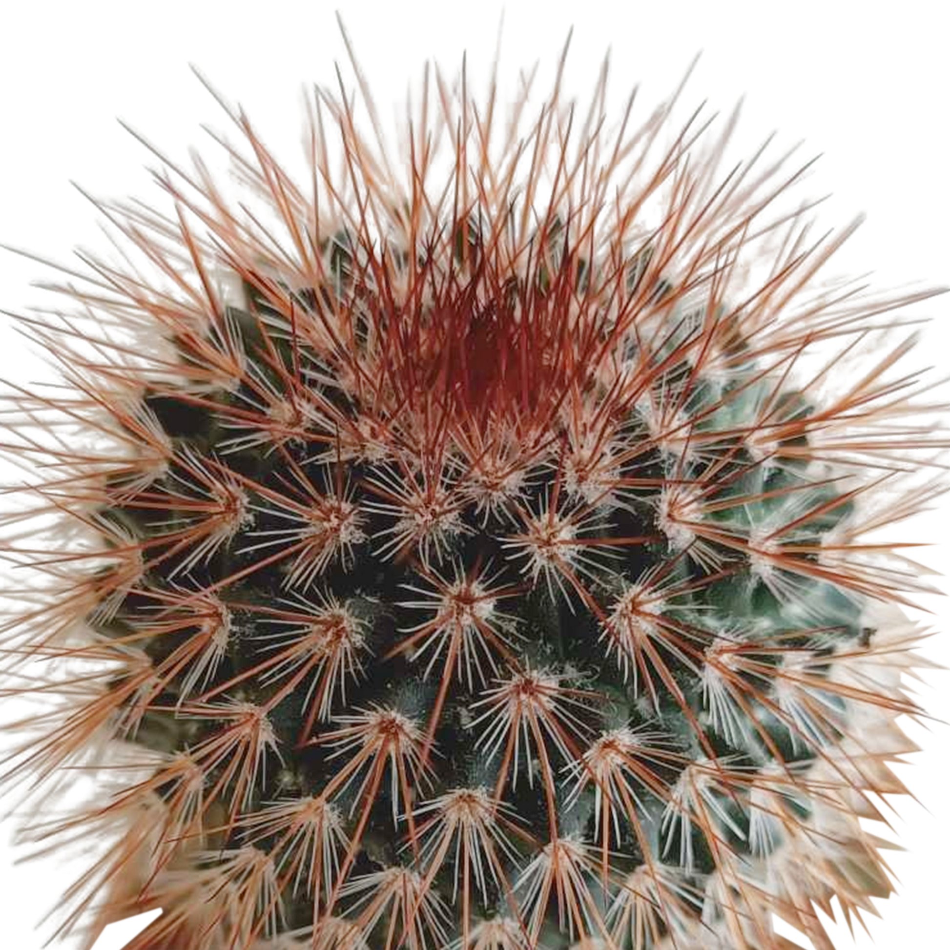 Kakteenmischung 5,5 cm - 5x - in Mexicaanse pot - Pflanzfix24.de - Pflanzfix24.de