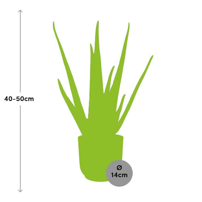 Aloe Vera 12cm in ELHO Vibes Fold 14cm roze - Pflanzfix24
