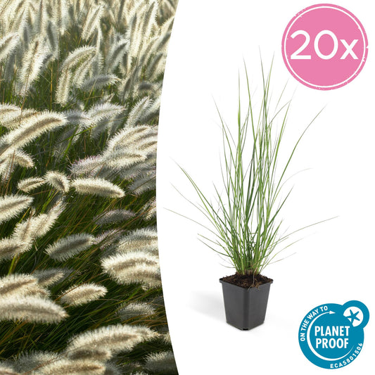 20x Pennisetum alopecuroides 'Hameln' - ↕10-25cm - Ø9cm - Pflanzfix24.de - Pflanzfix24.de