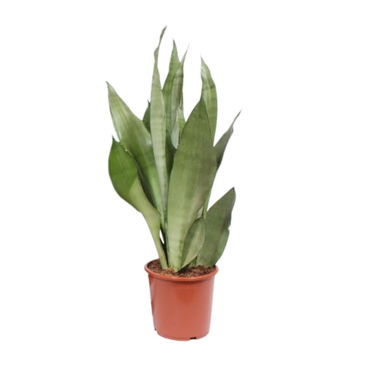 Sansevieria Moonshine Ø17cm 60cm | Pflanzfix24