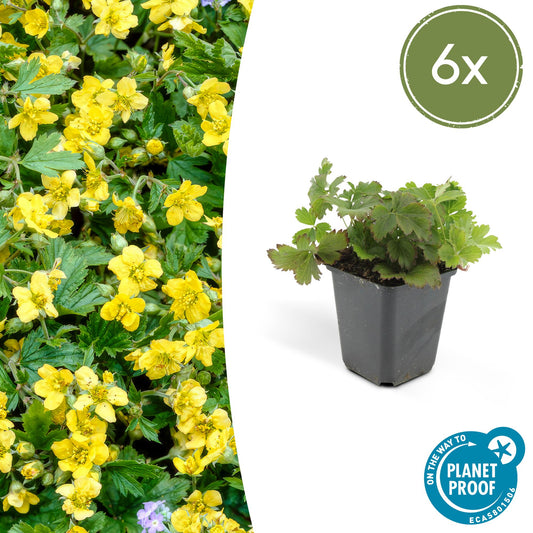 6x Waldsteinia ternata - ↕10-25cm - Ø9cm - Pflanzfix24.de - Pflanzfix24.de
