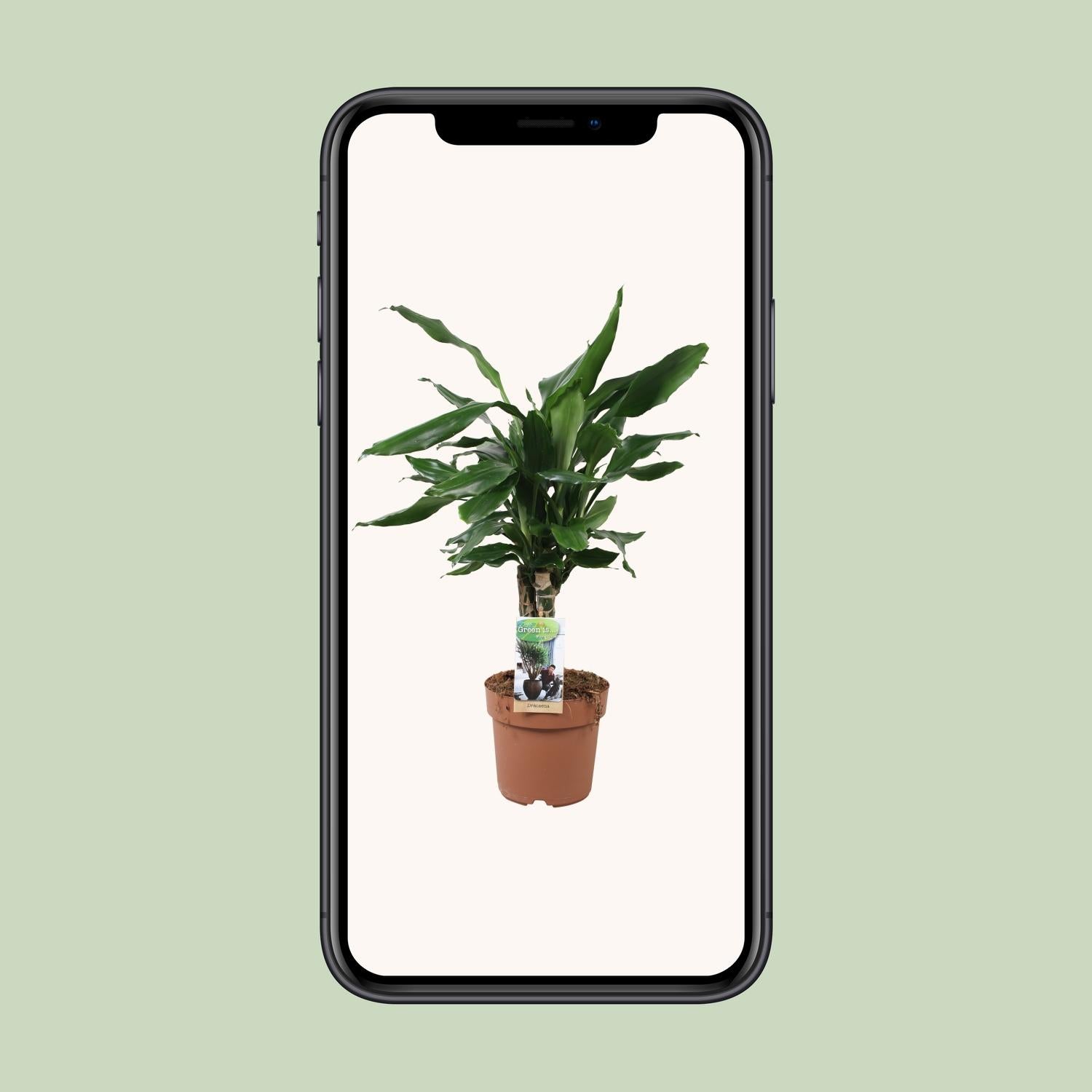 Dracaena Fagrans Steudneri Green - Ø17cm - ↕55cm - Pflanzfix24.de - Pflanzfix24.de