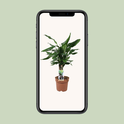 Dracaena Fagrans Steudneri Green - Ø17cm - ↕55cm - Pflanzfix24.de - Pflanzfix24.de