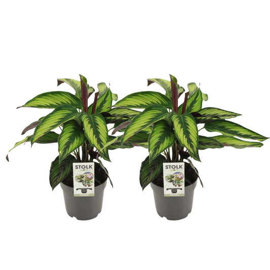 Calathea Majestica Princeps - 2 Stücke - Ø14cm - ↕45cm - Pflanzfix24