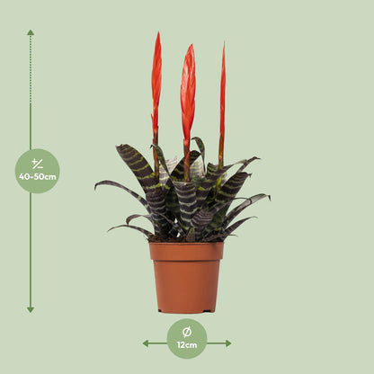 Vriesea Era Toef - Ø12cm - Pflanzfix24