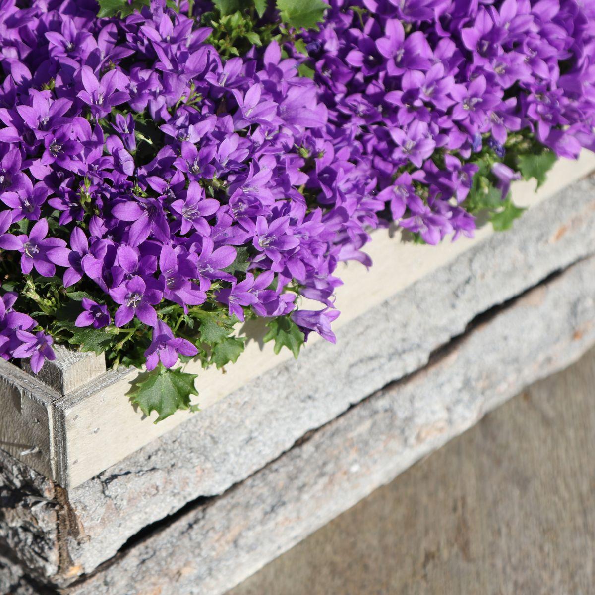 Campanula Addenda - Glockenblume lila Topfgröße 12cm - 1m2 Bodendecker - 6 Pflanzen - Ambella lila - Gartenpflanzen - winterhart - Pflanzfix24.de - Pflanzfix24.de