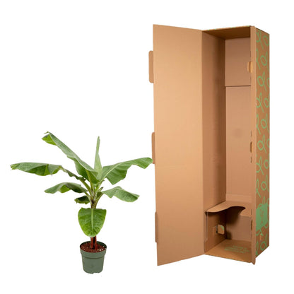 Bananenplant (Musa) - 170cm - Ø30 von Pflanzfix24.de - Pflanzfix24.de