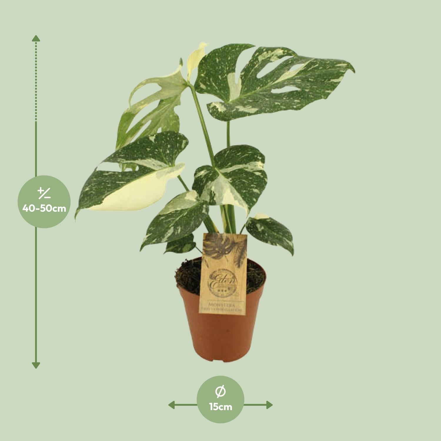 Monstera Thai Constellation Ø15cm, 50cm hoch | Pflanzfix24.de - Pflanzfix24.de