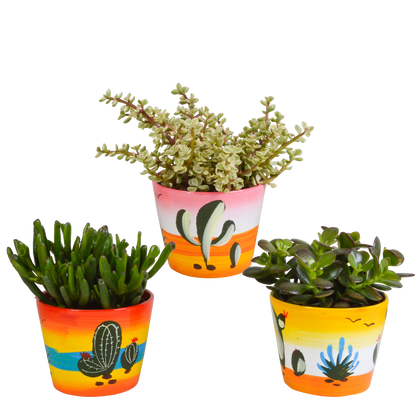Crassula-Mischung 10,5 cm - 3x - in Mexicaanse pot - Pflanzfix24.de - Pflanzfix24.de