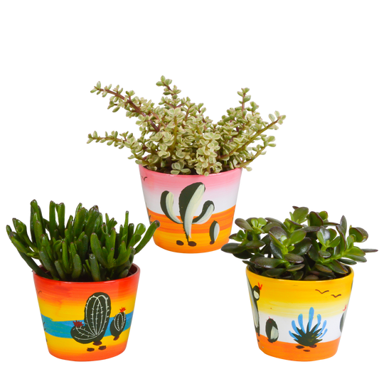 Crassula-Mischung 10,5 cm - 3x - in Mexicaanse pot - Pflanzfix24.de - Pflanzfix24.de