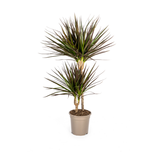 Dracaena Marginata Magenta Ø19cm | Pflanzfix24