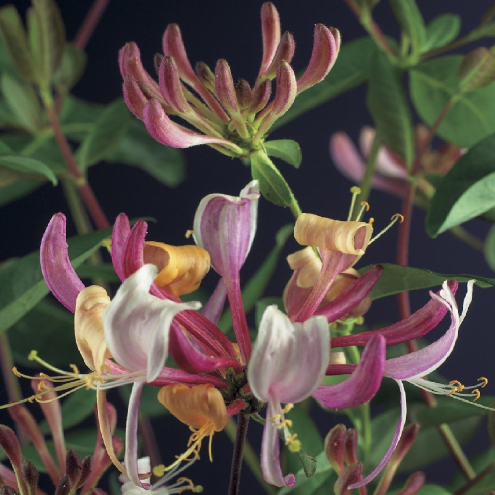 Geißblatt - Lonicera Serotina - 2 Pflanzen - Topf 11cm - Pflanzfix24.de - Pflanzfix24.de