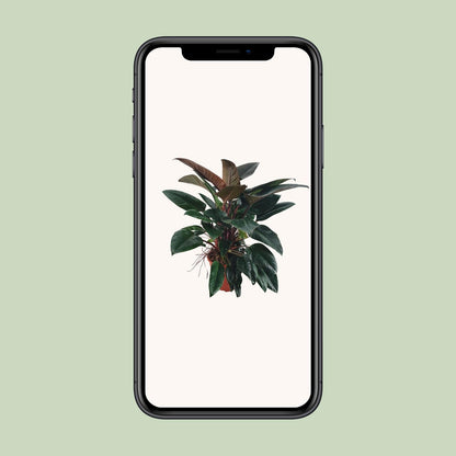 Philodendron Congo Rojo - Ø27 ↕100 by Pflanzfix24
