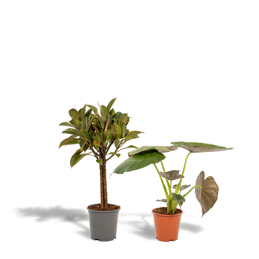 Ficus Elastica Melany + Alocasia Wentii Set - Ø21cm & Ø19cm - Pflanzfix24