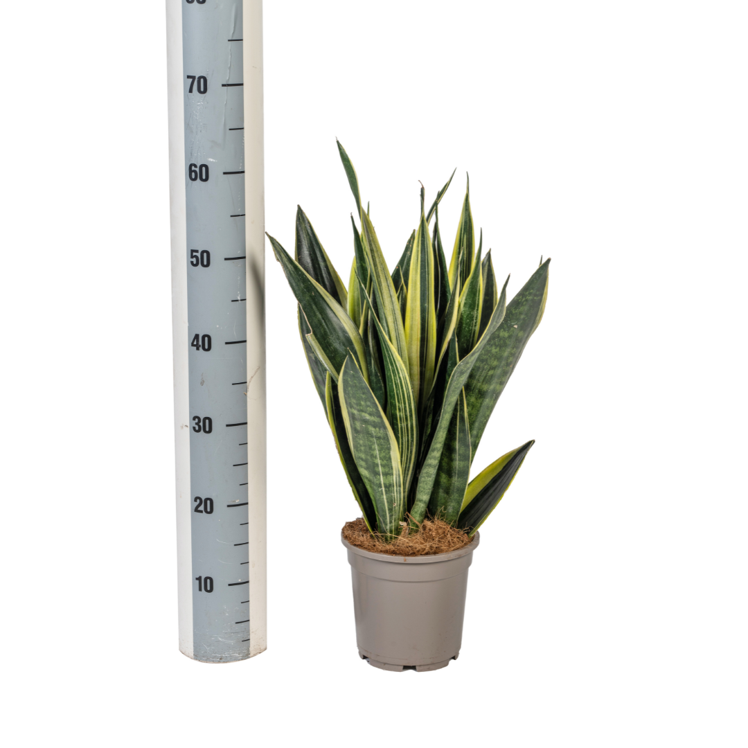 Sansevieria Trifasciata Canary Ø17cm | Pflanzfix24.de - Pflanzfix24.de