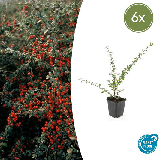 6x Cotoneaster suec. 'Coral Beauty' - Pflanzfix24.de - Pflanzfix24.de