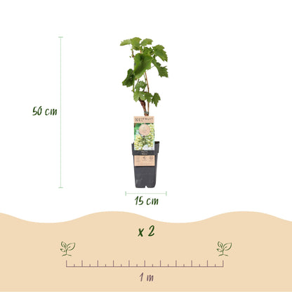 Weiße Traube Vitis vinifera Bianca – 2 Pflanzen, 15cm Topf | Pflanzfix24