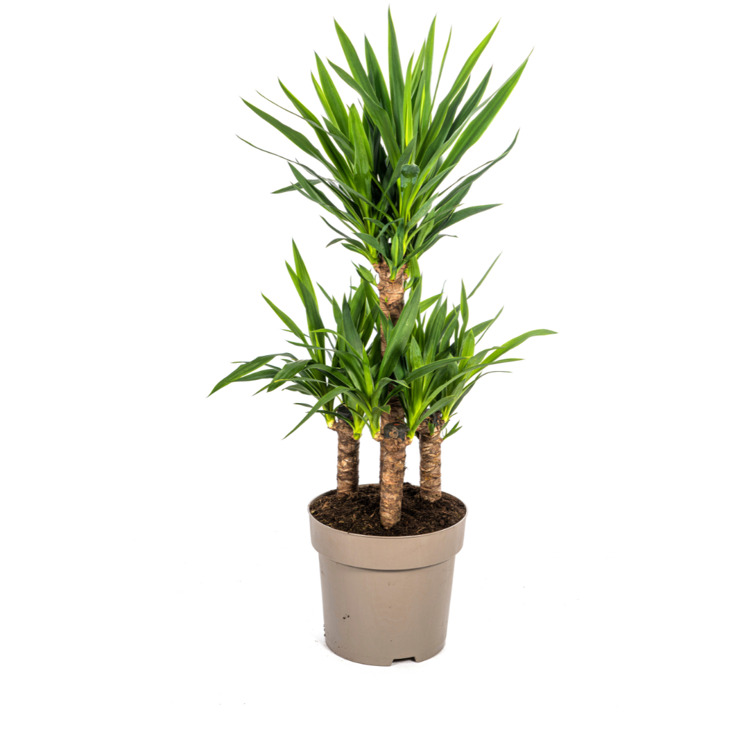 Yucca Elephantipes 90-110 cm Topf Ø30 cm – Robust & Modern | Pflanzfix24.de - Pflanzfix24.de