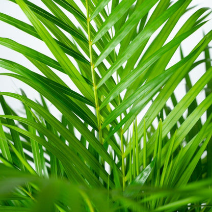 Areca-Palme mit Topf - 110cm - Ø21cm - Pflanzfix24