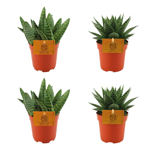 2x Aloe Paradisicum + 2x Gasteria Aurora Set Ø10,5cm | 4 Pflanzen | Pflanzfix24