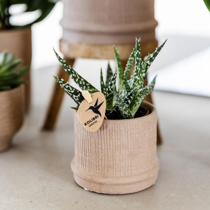Bali Blumentopf Sand Ø6cm - Kolibri Home | Pflanzfix24.de - Pflanzfix24.de