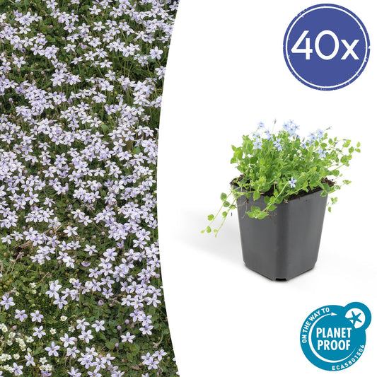 40x Isotoma fluviatilis - Blauer Sternteppich - Pflanzfix24.de - Pflanzfix24.de