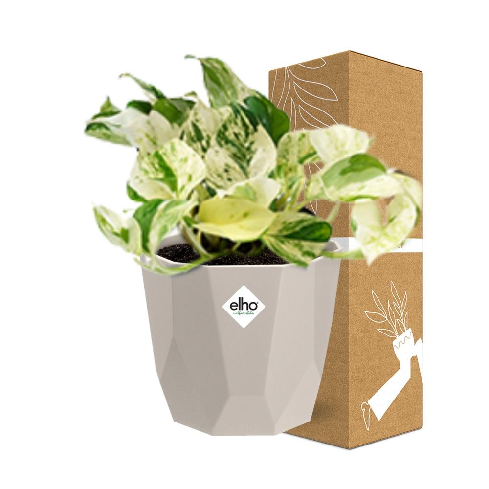 Epipremnum Pinnatum Happy Leaf in ELHO b.for rock 14 cm warm grey - Pflanzfix24
