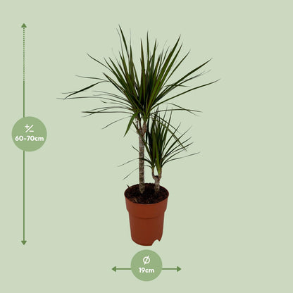 Dracaena Marginata Bicolor - Ø19cm - ↕70cm - Pflanzfix24