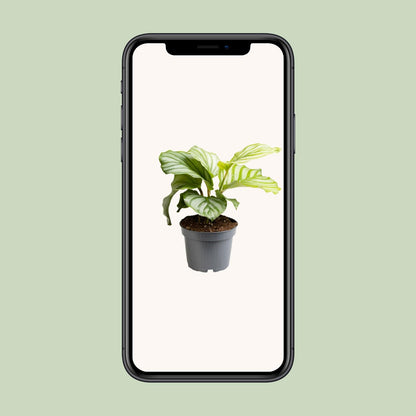 Calathea Orbifolia - Ø12cm - ↕25cm - Pflanzfix24.de - Pflanzfix24.de