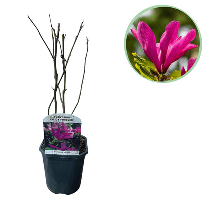 Pflanzfix24.de - Magnolia Susan - Blumen Dunkelrosa - 1 Pflanze - Topf 17cm - Pflanzfix24.de