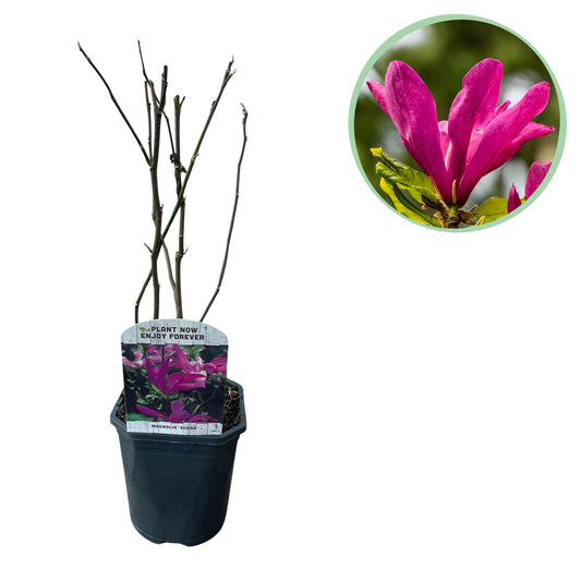 Pflanzfix24.de - Magnolia Susan - Blumen Dunkelrosa - 1 Pflanze - Topf 17cm - Pflanzfix24.de