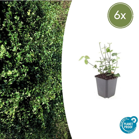 6x Euonymus fort. 'Coloratus' - ↕10-25cm - Ø9cm - Pflanzfix24.de - Pflanzfix24.de