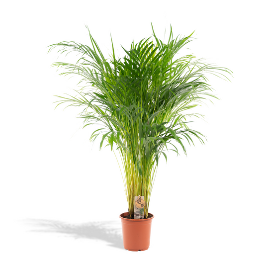 Areca-Palme - Ø21cm - ↕110cm | Pflanzfix24.de - Pflanzfix24.de