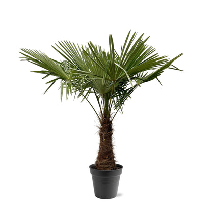 Trachycarpus Fortuneii Palme 220-240cm – Robust & Exotisch | Pflanzfix24.de - Pflanzfix24.de
