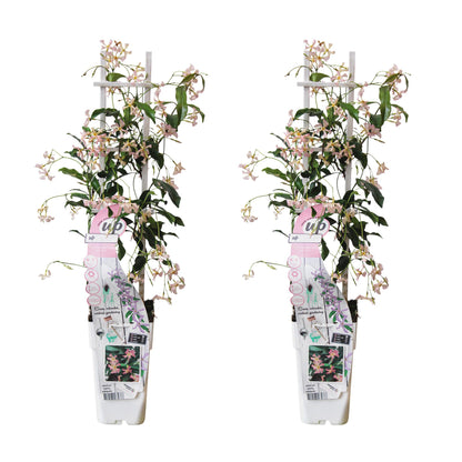 2x - Trachelospermum 'Star of Ibiza' - ↨65cm - Ø15 - Pflanzfix24