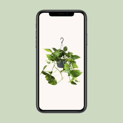 Epipremnum Aureum - Ø15cm - ↕25cm von Pflanzfix24.de - Pflanzfix24.de