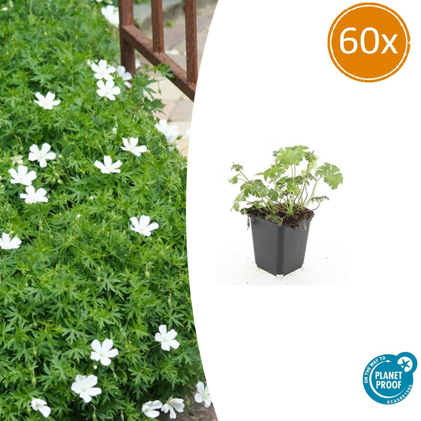 Geranium sanguineum 'Album' - 10-25cm - Pflanzfix24