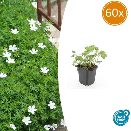 Geranium sanguineum 'Album' - 10-25cm - Pflanzfix24