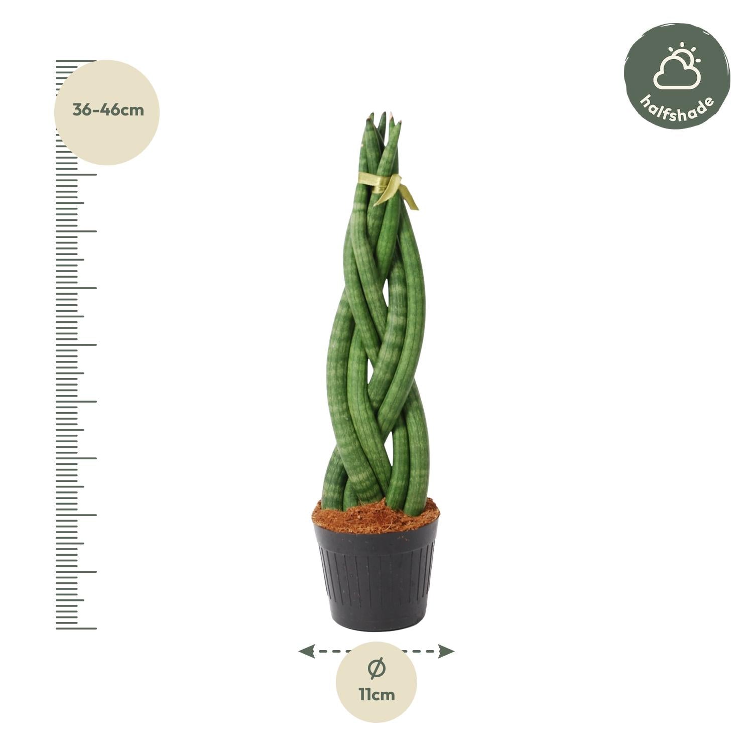Sansevieria cylindrica 'Twist' Ø10,5cm – 40cm hoch | Pflanzfix24.de - Pflanzfix24.de