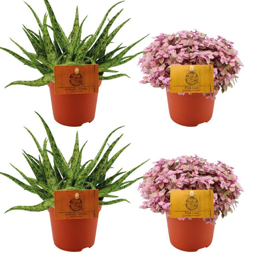 2x Aloe Spider + 2x Callisia Rosato - 4 stuks - Ø10.5cm - ↕10cm - Pflanzfix24