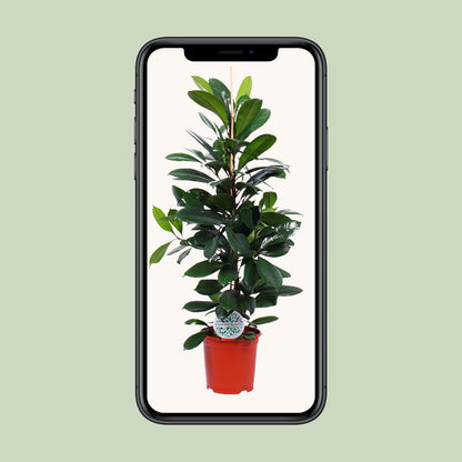 Ficus Cyathistipula - Ø21cm - pflanzfix24