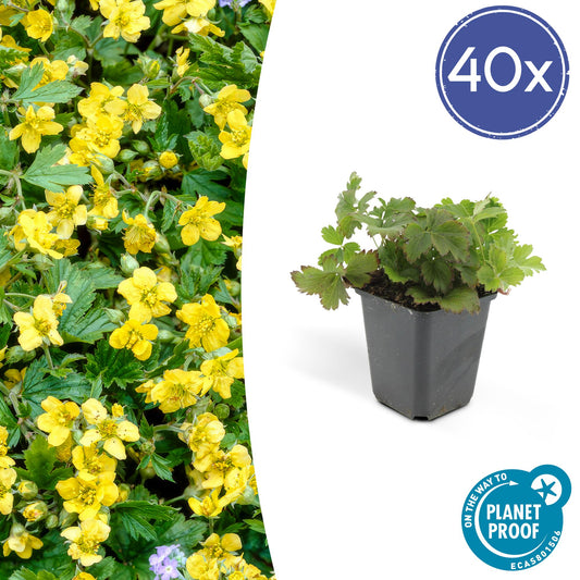 40x Waldsteinia ternata - Bodendeckerpflanze - Pflanzfix24.de - Pflanzfix24.de