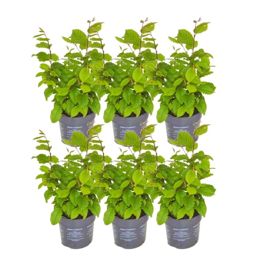 Pflanzfix24 - 1 Meter Hainbuche Hecke - Pflanzenset mit 6 winterharten Heckenpflanzen