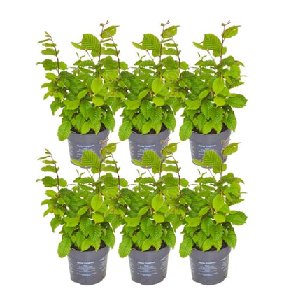 Pflanzfix24 - 1 Meter Hainbuche Hecke - Pflanzenset mit 6 winterharten Heckenpflanzen