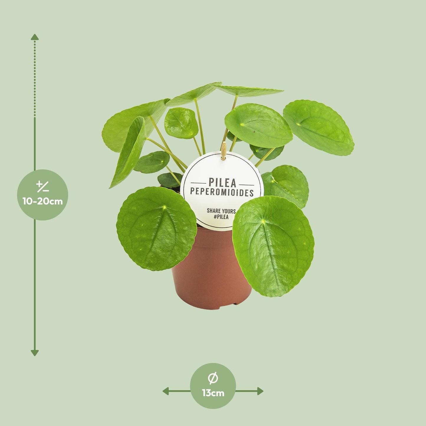 Pilea Peperomioides Ø13cm – kompakte Aluminium-Pflanze | Pflanzfix24