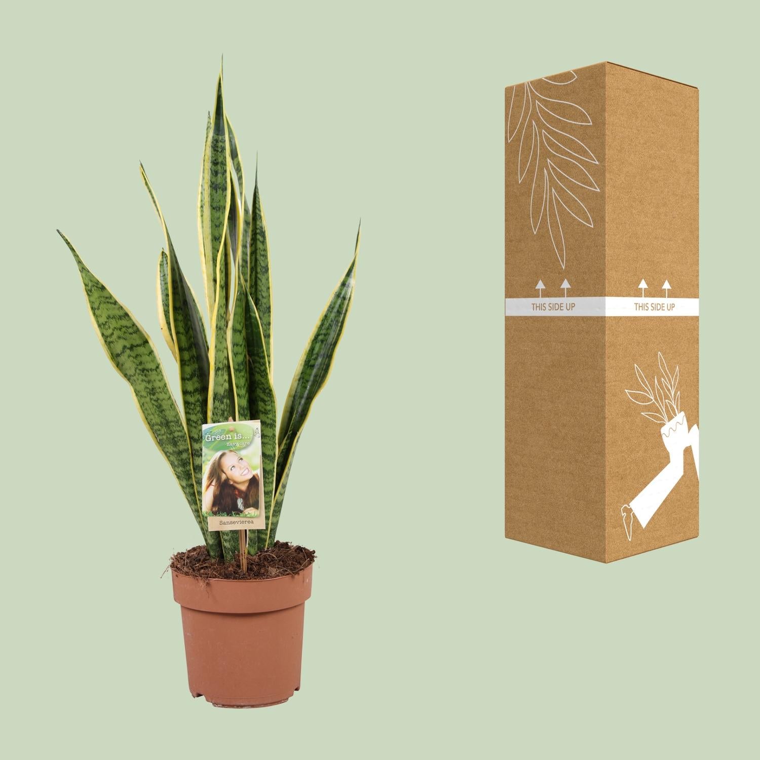 Sansevieria Trifasciata Laurentii Ø17cm | Pflegeleichte Zimmerpflanze – Pflanzfix24.de - Pflanzfix24.de