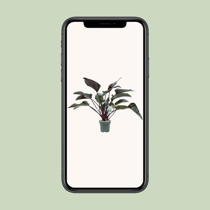 Philodendron Red Beauty - Ø27cm - Pflanzfix24