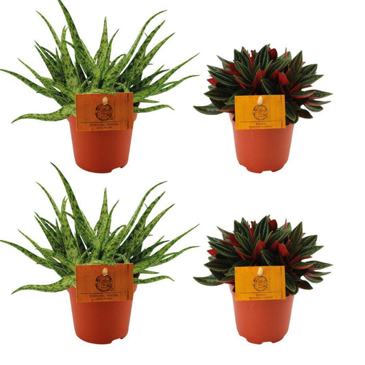 2x Aloe Spider + 2x Peperomia Rosso Ø10,5cm Set | Pflanzfix24